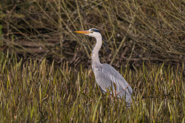 Grey Heron