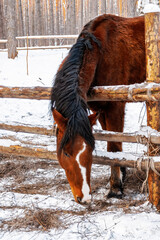 Horses in the winter forest.