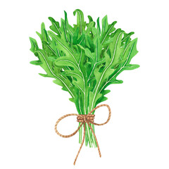 Bouquet fresh leaves salad arugula. Watercolor painting on white background. Illustration for design, textiles, menu