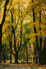colorful autumn park, yellow foliage on trees