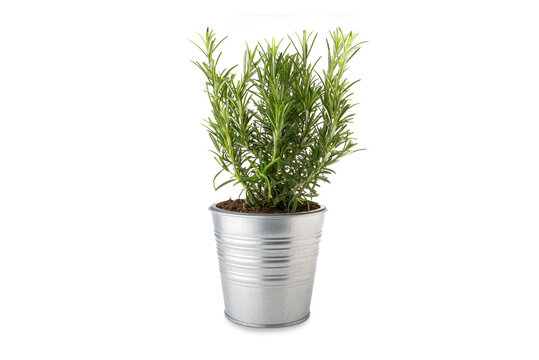 Rosemary plant in vase tin isolated on white background, copy space