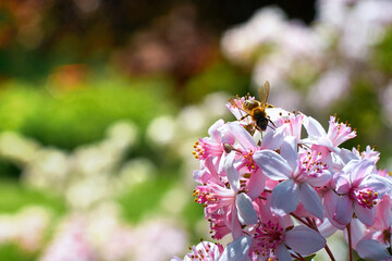 Pszczoła w kwiatach, wiosna, słoneczny dzień, owad, zbieranie pyłku, ogród - obrazy, fototapety, plakaty