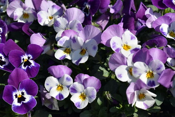 Violett-gelbe Hornveilchen im Frühling