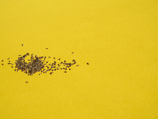 Different seeds on the color background