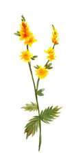 yellow flowers. watercolor illustration on white