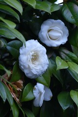 White camellia flowers. Theaceae evergreen tree.
The flowering season is from November to April. 