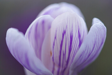 purple crocus flower