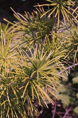 Closeup of green pine needles 