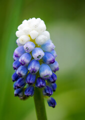 blue hyacinth flower