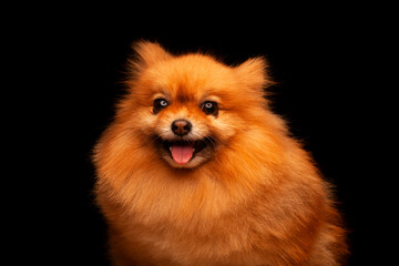 image of dog dark background 