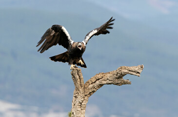 Adult female Spanish Imperial Eagle defending her territory from her favorite lookout of red kites...