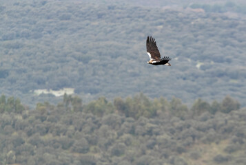 Adult male Spanish Imperial Eagle flying over a Mediterranean ecosystem on a cloudy day