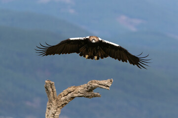 Adult female Spanish Imperial Eagle flying in a Mediterranean forest with the first light of day on a cold December day