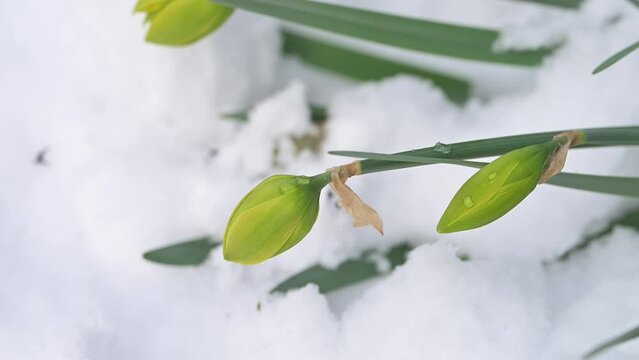 neve primaverile su piante in fiore