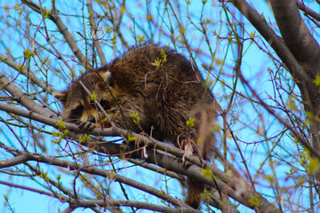 Un raton laveur caché dans un arbre