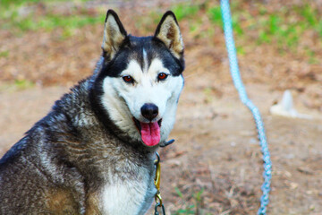 Maki la femelle husky