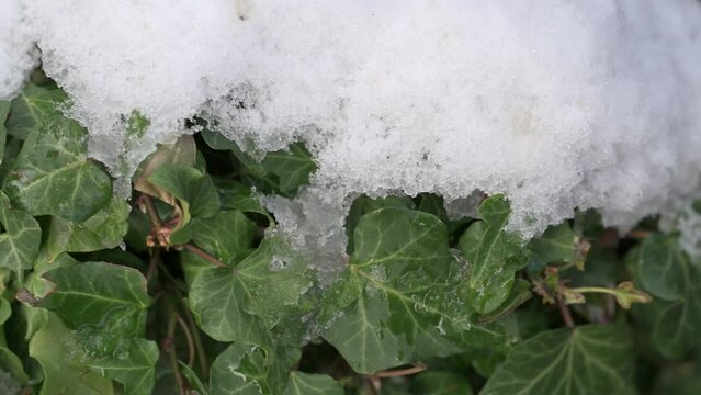 neve primaverile su piante in fiore