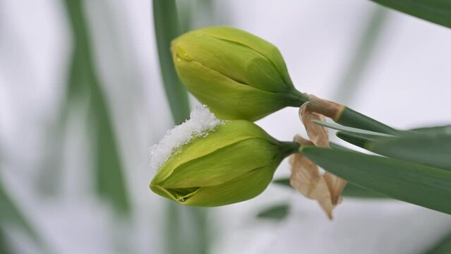 neve primaverile su piante in fiore