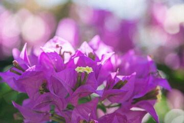 Fototapeta na wymiar Closeup view of pink bougainvillea flowers. Soft and selective focus
