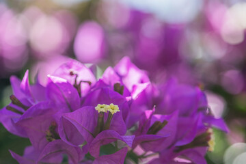 Fototapeta na wymiar Closeup view of pink bougainvillea flowers. Soft and selective focus