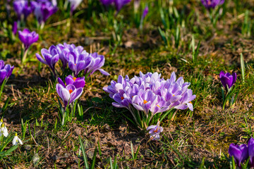 Lila Krokusse im Frühling bei Sonnenschein