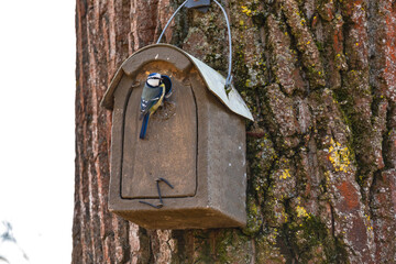 Eine Blaumeise an einem Nistkasten an einem Baum in einem Naturschutzgebiet, Deutschland