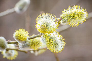 Willow branch with catkins