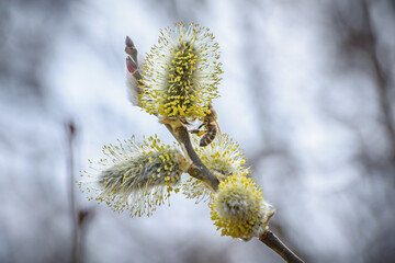 Willow branch with catkins and bee