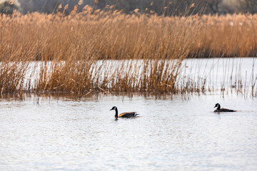Ein Entenvogel schwimmt in einem ruhigen See mit Schilf am Ufer im Frühling in Europa