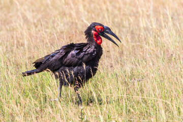 Southern ground hornbill bird in the african grassland