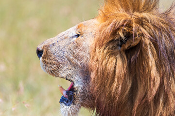 Fototapeta na wymiar Portrait of a male lion in the savanna