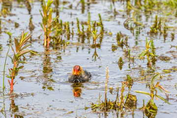 Newborn chicken Coot swimming in the lake
