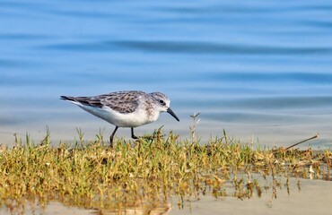 Little stint foraging on swamp.