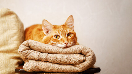 Red cat lies on a folded towel. Shallow focus. Copyspace.