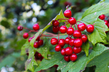 De petits fruits rouges