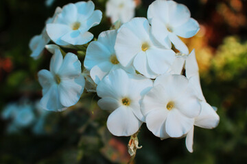 De petites fleurs blanches 