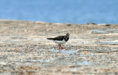 Ruddy turnstone