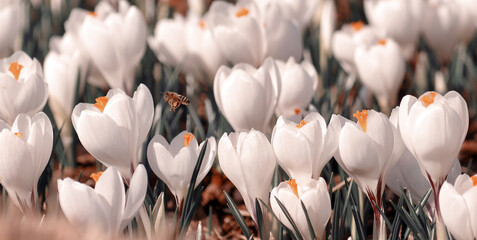 Białe kwiaty Krokusy