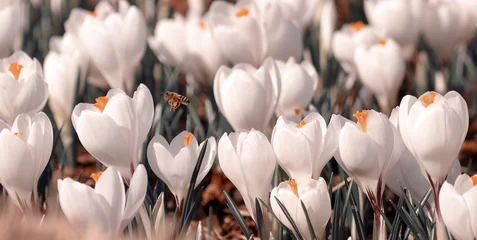 Fototapeten Białe kwiaty Krokusy © Iwona