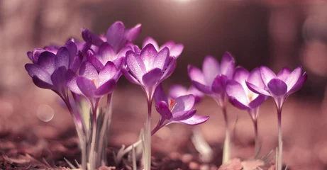Fototapeten Krokusy wiosenne fioletowe kwiaty © Iwona