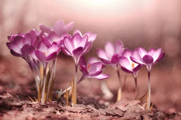 Foto auf Acrylglas Kwiaty krokusy © Iwona