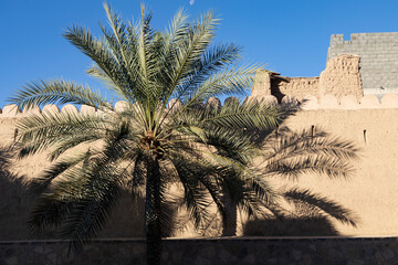 palm trees in Nizwa city