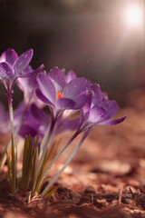 fioletowe kwiaty krokusy