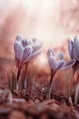 Poster Wiosenne kwiaty krokusy © Iwona