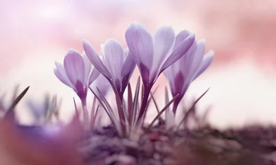 Fotobehang Wiosenne kwiaty Krokusy © Iwona