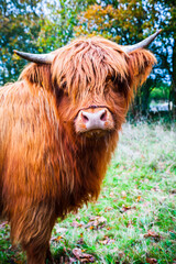 Portrait of a Scottish Highland cow in the nature