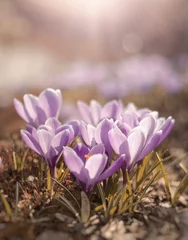 Fototapeten Krokusy wiosenne kwiaty © Iwona