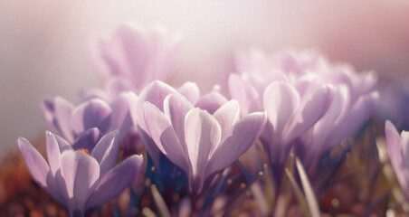 Fioletowe kwiaty krokusy