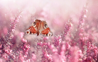 Motyle ( Inachis io) Wiosenne rozowe kwiaty wrzosy © Iwona