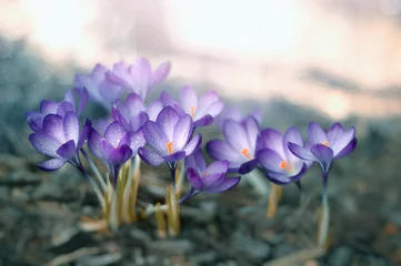 Foto auf Glas Niebieskie kwiaty krokusy © Iwona
